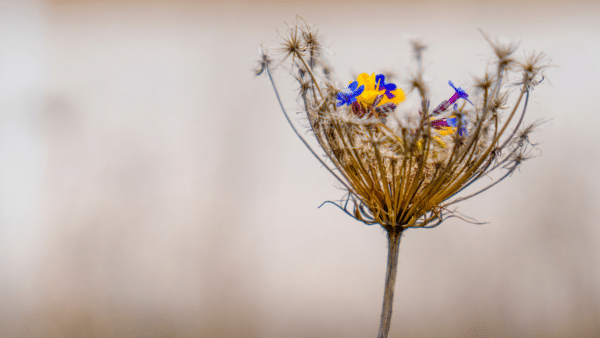 How to Live a Holy Life as a Christian