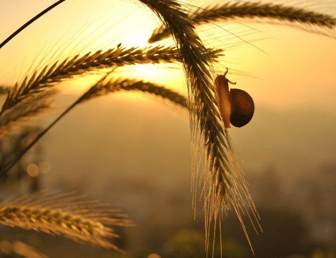 Quote of the Day - Harvest of Patience